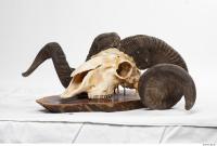 mouflon skull 0040